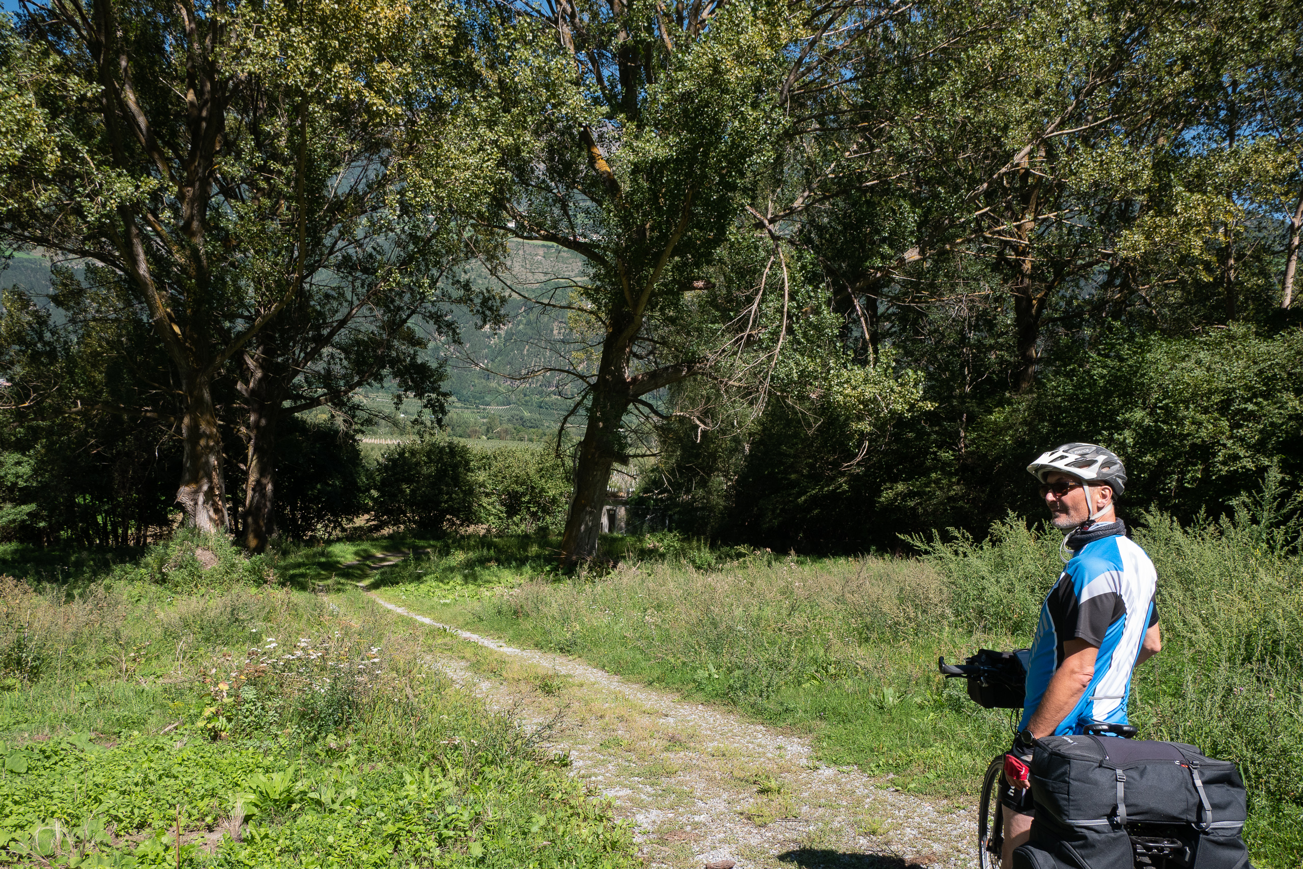 Feldweg unter alten Bäumen – Blick zurück im Vinschgau